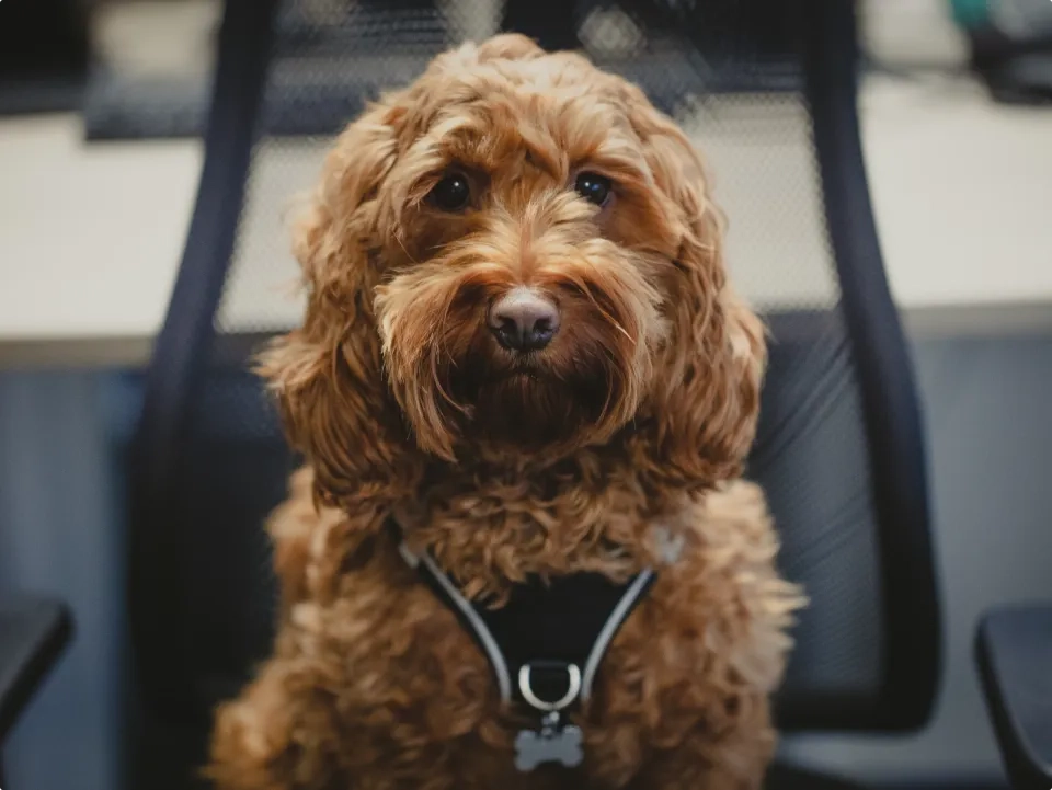 Ein flauschiger brauner Hund mit lockigem Fell sitzt auf einem schwarzen Bürostuhl aus Netzgewebe, blickt mit ruhigem Gesichtsausdruck direkt in die Kamera und trägt ein schwarzes Geschirr.