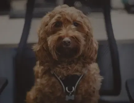Ein brauner, lockiger Hund mit Geschirr sitzt auf einem dunklen Stuhl und blickt mit ruhigem Gesichtsausdruck in die Kamera.